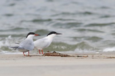 Common tern