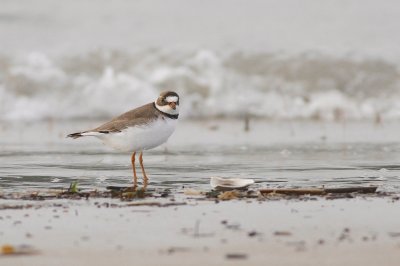 Semipalmated plover
