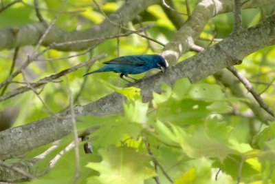Indigo bunting