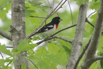 Rose breasted grosbeak