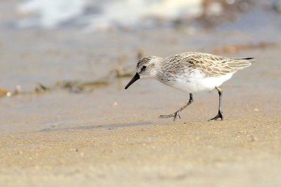 Semipalmated sandpiper