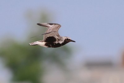 Black bellied plover