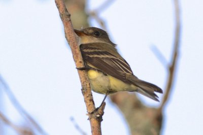 Flycatcher