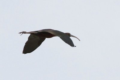 Glossy ibis