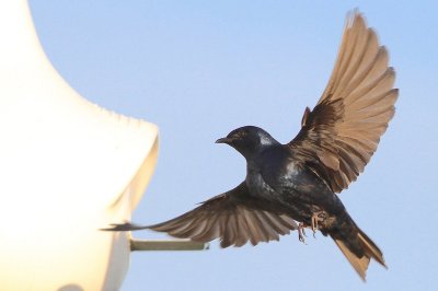 Male purple martin