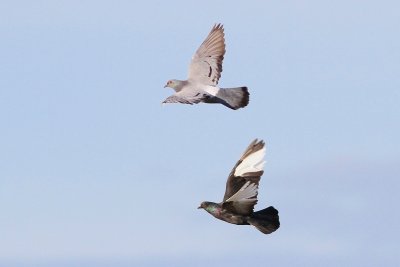 Feral pigeon