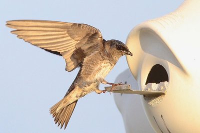 Purple martin