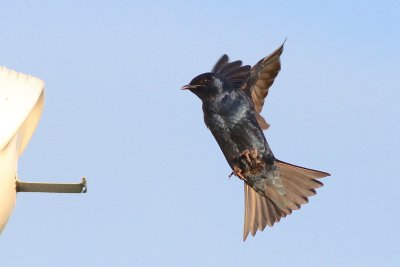 Purple martin