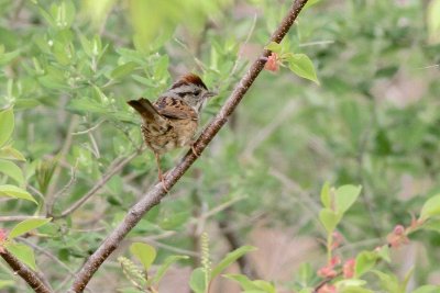 swamp sparrow