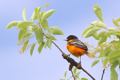 Baltimore oriole