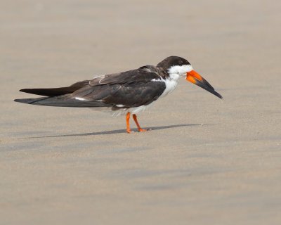 Black skimmer