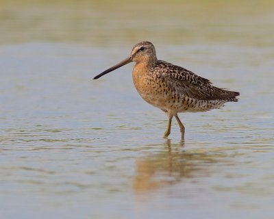 Short billed dowitcher