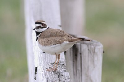 Killdeer