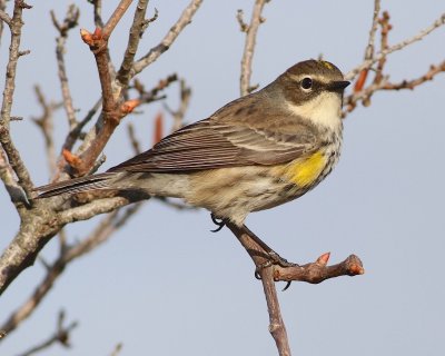 Yellow rumped warbler