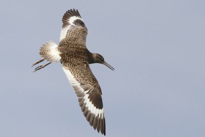 Willet 