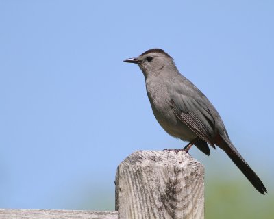 Grey catbird