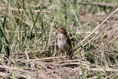 Saltmarsh sparrow