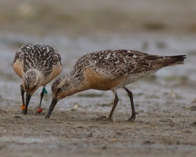 Red knot