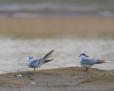 Forster's tern