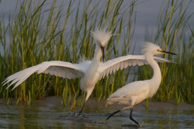 Snowy egret