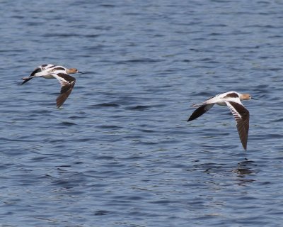 American avocet