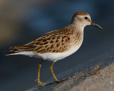 Least sandpiper