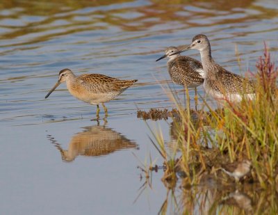 Lesser yellowlegs, greater yellowlegs, dowitcher