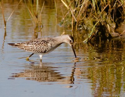 Stilt sandpiper