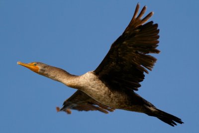 Double crested cormorant