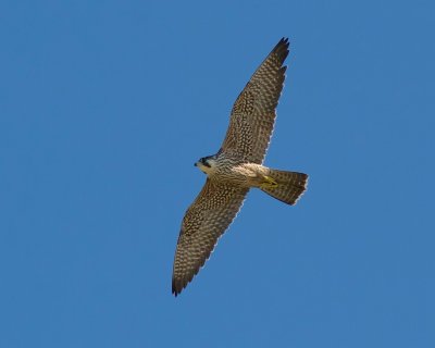 Peregrine falcon