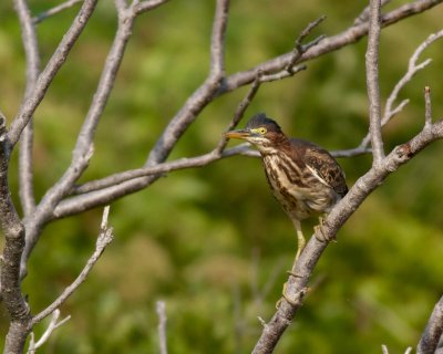 Green heron
