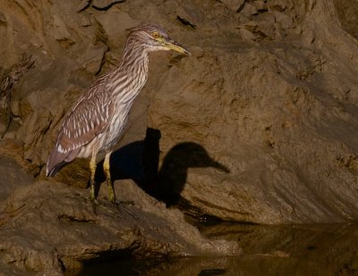 Juvenile yellow crowned night heron