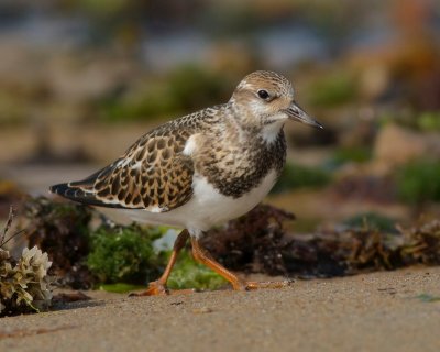 Ruddy turnstone