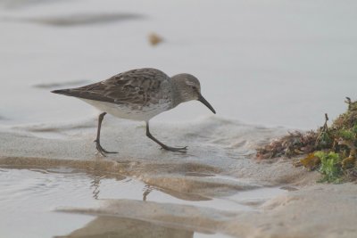White rumped sandpiper 