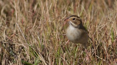 Clay colored sparrow