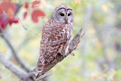 Barred owl