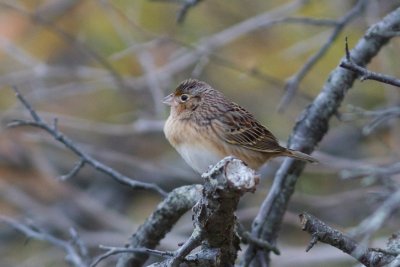 Grasshopper sparrow 