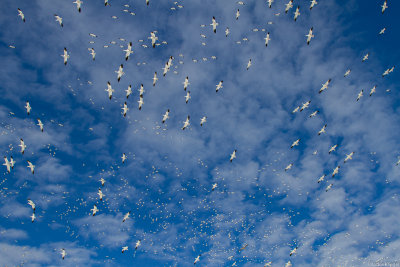 Snow Geese Fly Over
