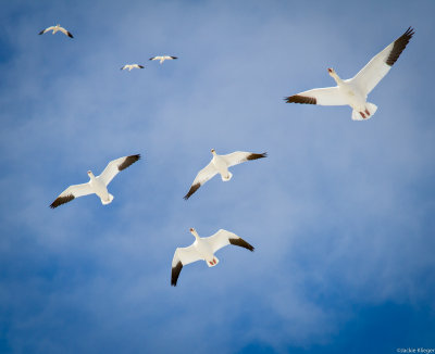 Snow Geese Overhead