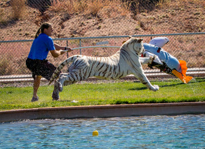 Chalet at Tiger Splash