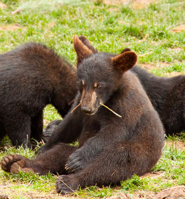 Playful Bear Cub