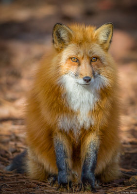 Cassidy red fox