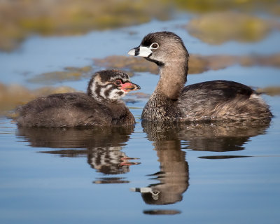 Pied-Billed Grebe with chick