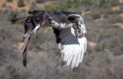 Hilda, an African Eagle Hawk