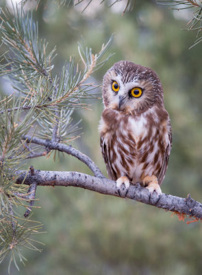 Stihl, Saw-whet Owl