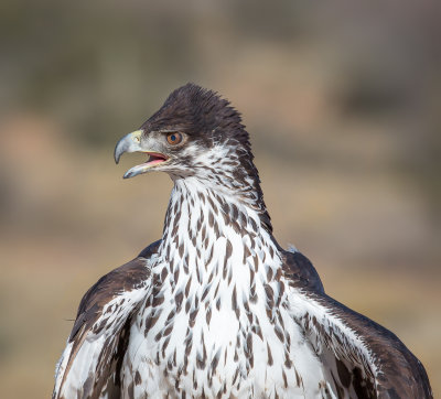 Hilda, African Eagle Hawk