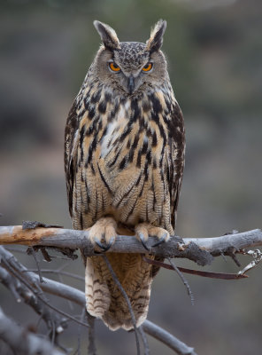 Goliath, Eagle Owl