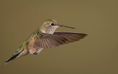 Hummingbirds