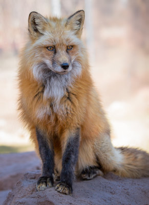 Cassidy  Red Fox