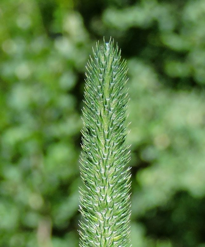 Timothy seed head forming July 1st  2015